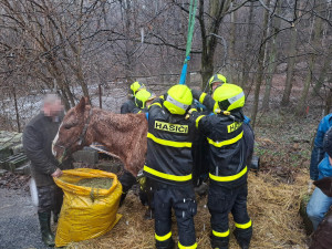 Kobyla Šarlota uklouzla na zamrzlém svahu. Ze šlamastyky ji vysekali moravskoslezští hasiči