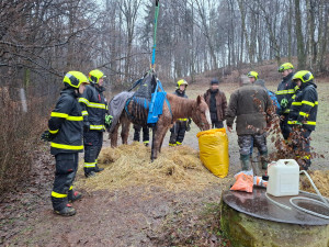 Kobyla Šarlota uklouzla na zamrzlém svahu. Ze šlamastyky ji vysekali moravskoslezští hasiči