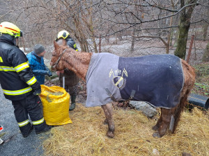 Kobyla Šarlota uklouzla na zamrzlém svahu. Ze šlamastyky ji vysekali moravskoslezští hasiči