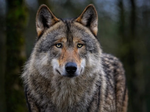 Ulicemi noční Ostravy se toulá vlk, hlásili vyděšení lidé. Z Karkulčiny noční můry se však vyklubal velký pes