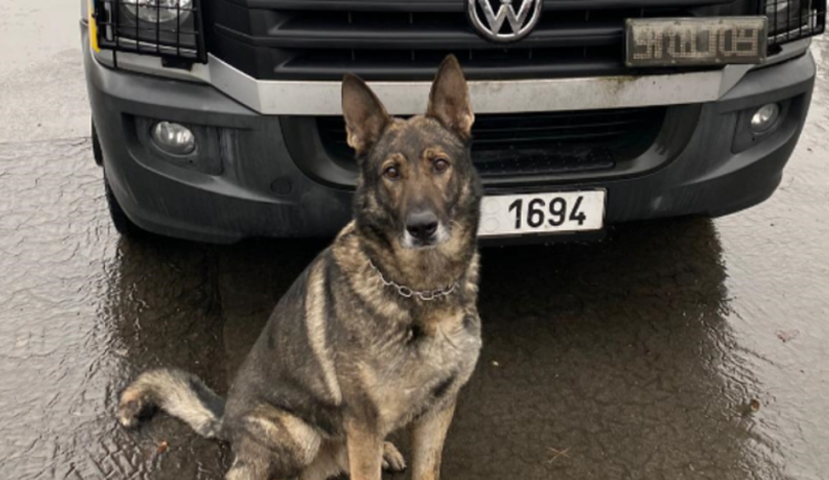 Policejní pes Vincent vyčenichal skupinu zlodějů. Před zákonem se schovávali ve skříni a za mrazícím boxem