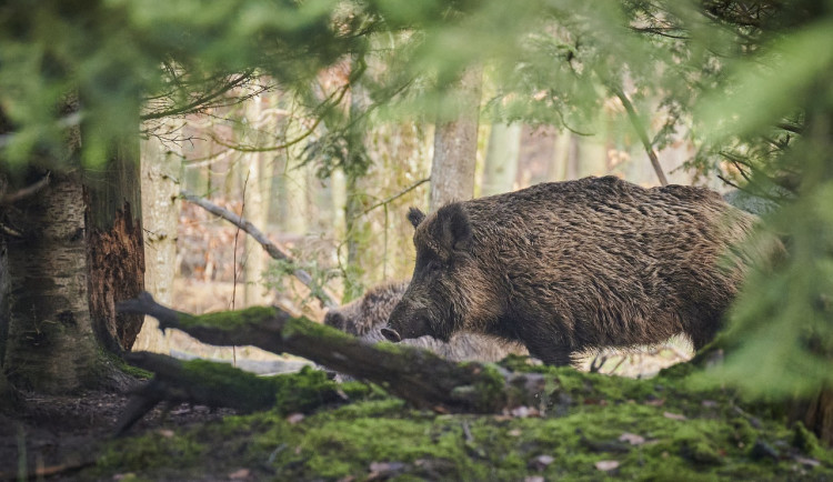 Do Česka se po pěti letech vrátil nebezpečný parazit. Svalovce měl divočák v pohraničí Beskyd