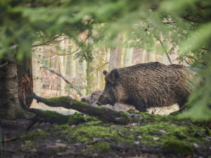 Do Česka se po pěti letech vrátil nebezpečný parazit. Svalovce měl divočák v pohraničí Beskyd