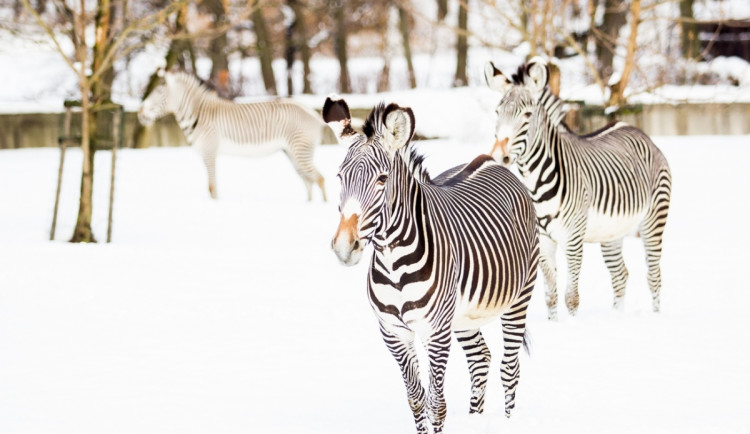 Lidé si oblíbili ostravskou zoo. Zahrada loni zaznamenala rekordní návštěvnost