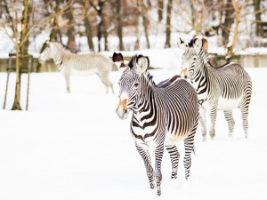 Lidé si oblíbili ostravskou zoo. Zahrada loni zaznamenala rekordní návštěvnost