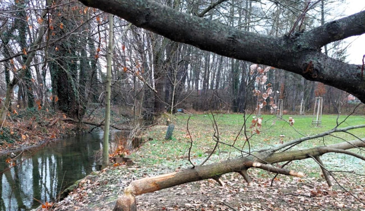 Přerov řeší výskyt bobrů v oblasti u sídliště, žádost o odlov neplánuje