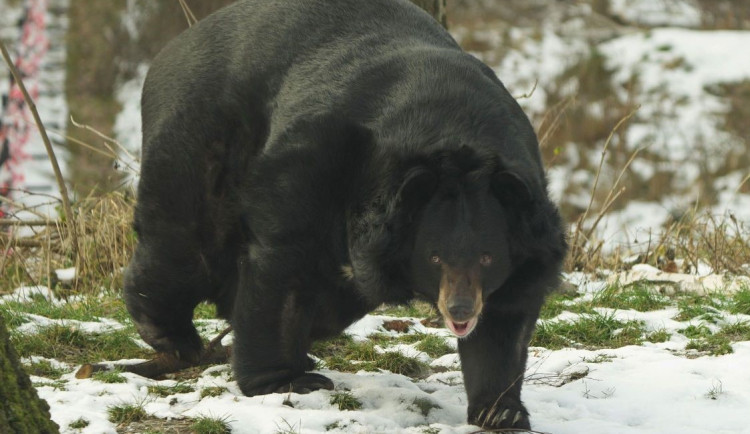 VIDEO: Jak se má medvěd Jirka? Šelma z Konopiště se zabydluje v ostravském venkovním výběhu
