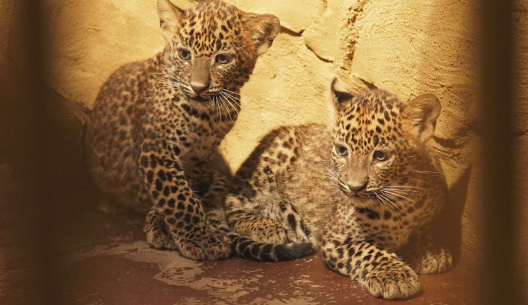 Ostravané mohou pozorovat mláďata levhartů cejlonských. Koťata se mají k světu, radují se chovatelé