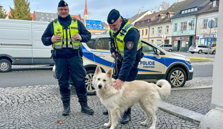 Chrastava zvažuje kvůli neukázněným pejskařům i zákaz vstupu psů do centra nebo zvednutí poplatku