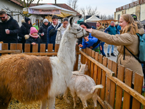 Masopustní veselí zasáhlo Slezskoostravský hrad. Zabíjačka i maškary.