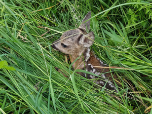 Při záchraně srnčat během senosečí pomáhají drony. Iniciativa hledá nové piloty
