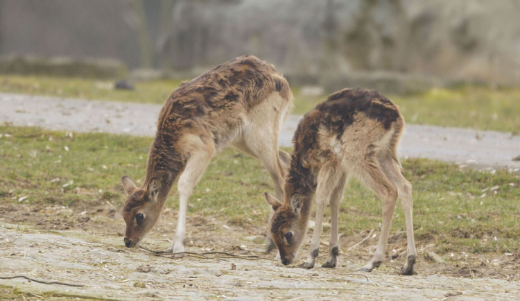 VIDEO: Vzácná africká antilopa voduška abok má v ostravské zoo adoptivní matku