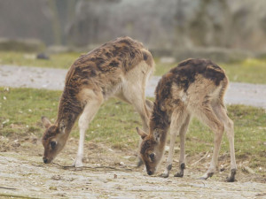 VIDEO: Vzácná africká antilopa voduška abok má v ostravské zoo adoptivní matku