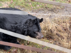 VIDEO: Medvěd Jirka z Konopiště se v Ostravě sžívá s ušatým kolegou. Jejich dostaveníčku dohlíželi hasiči