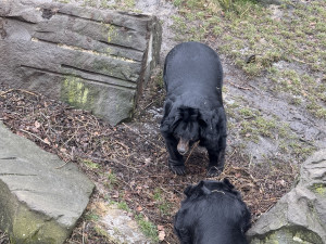 VIDEO: Medvěd Jirka z Konopiště se v Ostravě sžívá s ušatým kolegou. Jejich dostaveníčku dohlíželi hasiči