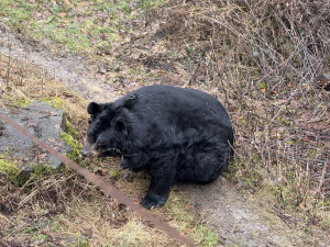 VIDEO: Medvěd Jirka z Konopiště se v Ostravě sžívá s ušatým kolegou. Jejich dostaveníčku dohlíželi hasiči