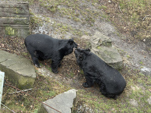 VIDEO: Medvěd Jirka z Konopiště se v Ostravě sžívá s ušatým kolegou. Jejich dostaveníčku dohlíželi hasiči