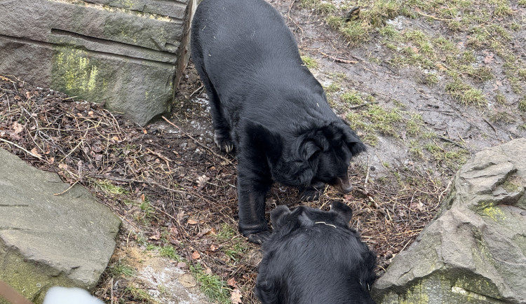 VIDEO: Medvěd Jirka z Konopiště se v Ostravě sžívá s ušatým kolegou. Jejich dostaveníčku dohlíželi hasiči