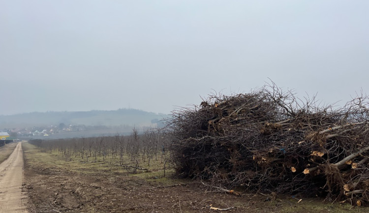 Za 340 hektarů na nulu. Koncern Úsovsko kvůli ztrátovosti ruší obrovské plochy ovocných sadů