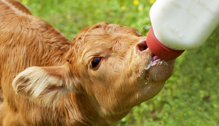 S přírodou si rozumíme, tvrdí mlékárna Kunín. Násilné záběry z regionálních kravínů ukazují opak