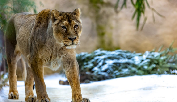 Ostravská zoo nechala ze zdravotních důvodů utratit samici lva indického. Trpěla zánětem dělohy