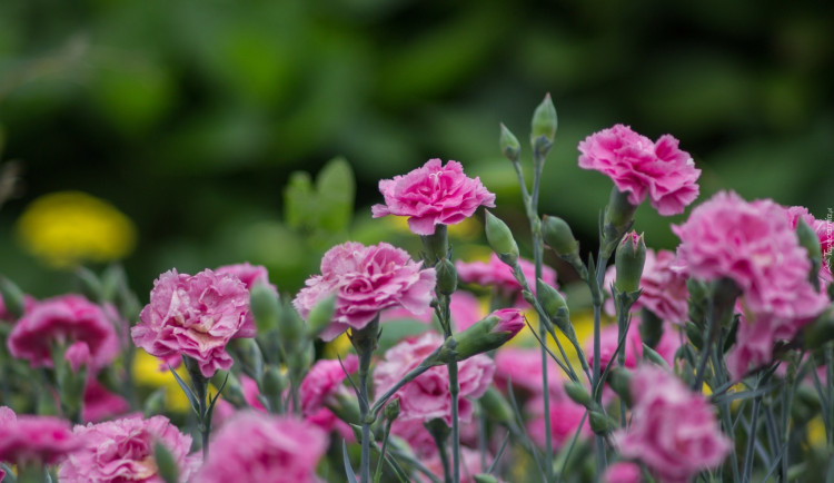 Mezinárodní den žen jako socialistický přežitek nebo svátek rovnoprávnosti?
