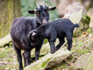 Tragická ztráta v ostravské zoo. Koza měla v žaludku kouli z plastových sáčků o velikosti grepu, uhynula