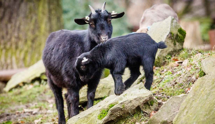 Tragická příhoda v ostravské zoo.  Koza měla v žaludku kouli z plastových sáčků od návštěvníků, uhynula