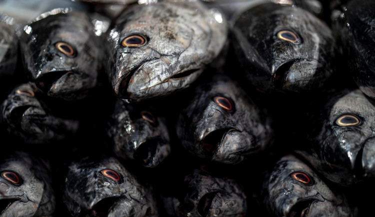 Za loňský úhyn ryb v Odře může kyanid, zjistili policisté. O trestný čin ale nejde