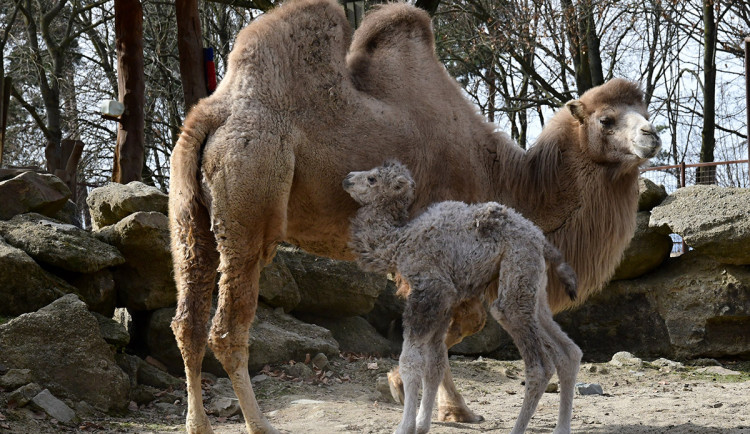 Dvojnásobná radost u velbloudů v Zoo Olomouc. Na svět přišly dvě samičky