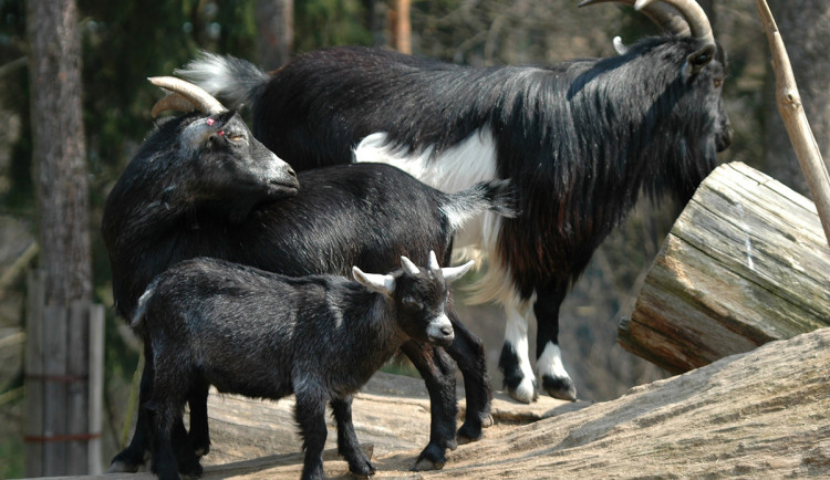 Hrozba pro kozy i velbloudy. Zoo Olomouc řeší preventivní kroky kvůli obavám ze slintavky a kulhavky