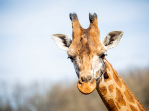 Ostravská zoo zavádí preventivní opatření proti šíření slintavky a kulhavky, chce ochránit zvířata před nákazou