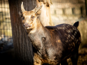 Ostravská zoo zavádí preventivní opatření proti šíření slintavky a kulhavky, chce ochránit zvířata před nákazou