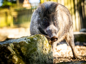 Ostravská zoo zavádí preventivní opatření proti šíření slintavky a kulhavky, chce ochránit zvířata před nákazou