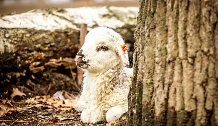 Ostravská zoo zavádí preventivní opatření proti šíření slintavky a kulhavky, chce ochránit zvířata před nákazou