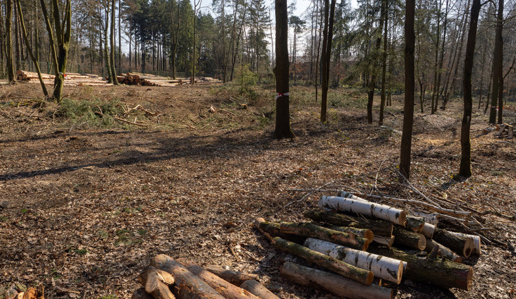Kácení desítek stromů v Zoo Olomouc: chystá se stavba největšího mořského akvária v ČR