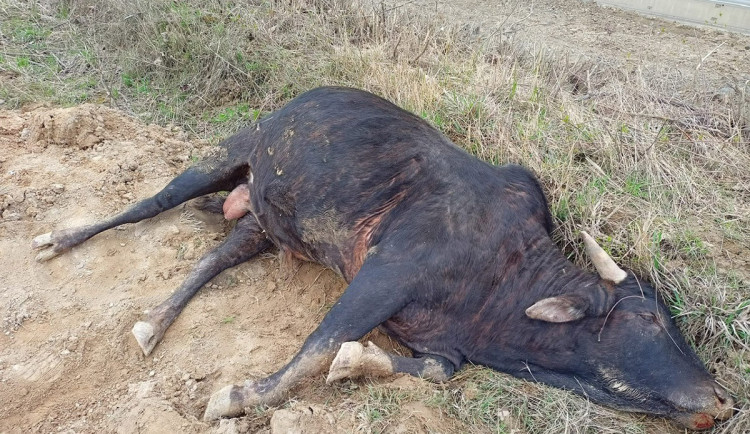 Na Přerovsku našli uhynulého býka, někdo na něm zřejmě jezdil. Veterinární správa žádá o pomoc veřejnost