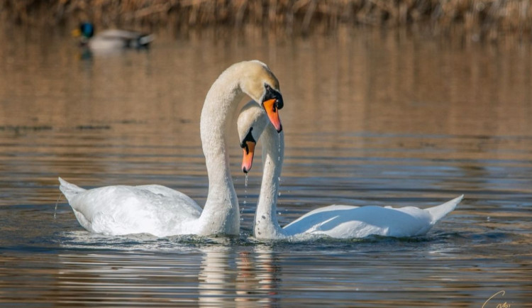 S labutí věrností až za hrob to není tak žhavé. Mnozí labuťáci vystřídají i několik partnerek, když je potřeba
