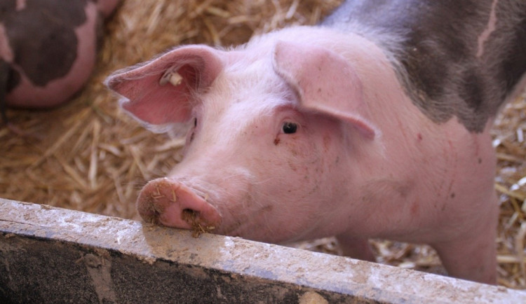 Zvířata ani krmivo se už do Česka přes přechod Bílá-Bumbálka nedostanou. Veterinární správa ho uzavřela