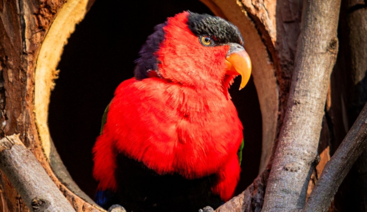 Zoologové z Ostravy natočili dokumentární seriál. Zaměřili se na ochranu přírody a úlohu člověka
