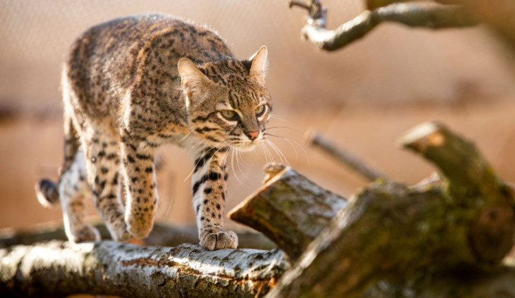 Jihoamerické kočky dostaly v Ostravě nový výběh. Mají víc místa a žijí v přirozeném prostředí