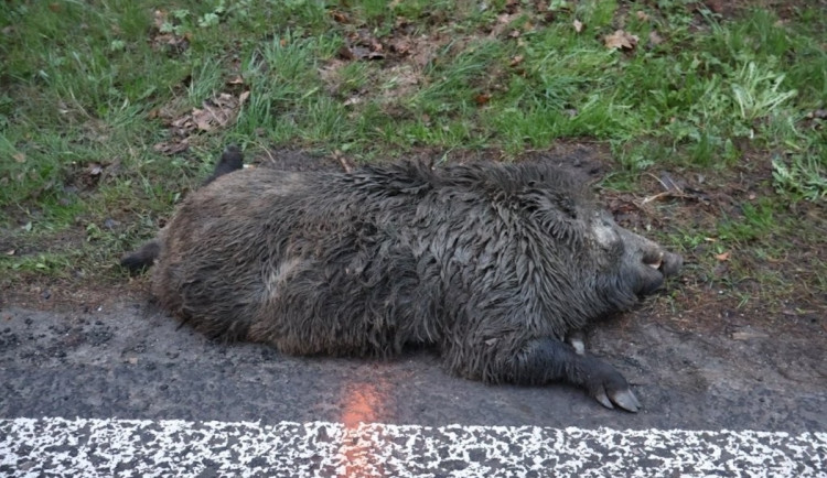 Srážka auta s divočákem u Brniště. Zvíře nepřežilo, řidič vyvázl bez zranění