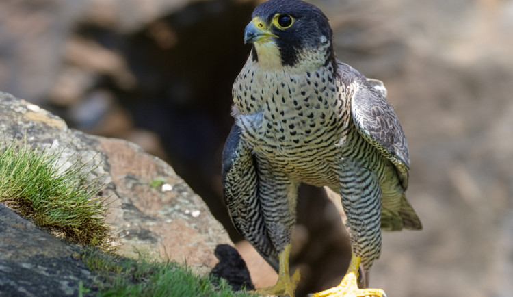 Populaci nejrychlejšího tvora na planetě Zemi se podařilo na Šumavě zachránit. Žije tam osm párů sokola stěhovavého