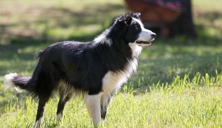 Jednaosmdesátileté seniorce utekl v Prostějově pes, muže pokousal na noze