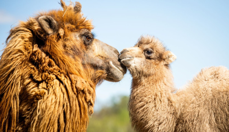 VIDEO: V ostravské zoo pobíhá velbloudí mládě. Narodilo se před měsícem a má dva hrby