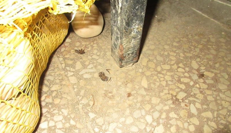 Inspektoři zavřeli v Brně První doubravnickou restauraci. Našli v ní šváby