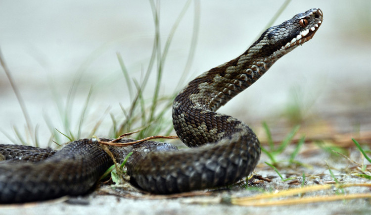 Teplo láká zmije z úkrytu. V jesenické nemocnici v dubnu ošetřili dva uštknuté pacienty