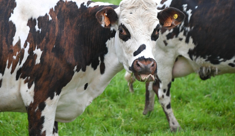 Kontroly na hranicích s Rakouskem kvůli slintavce končí. Otevřely také obory