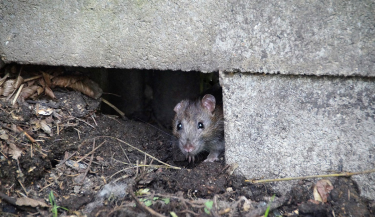 Zásah proti potkanům v Olomouci. Hygienici zdůrazňují zásady pro lepší výsledek