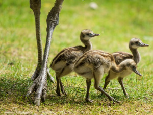 V ostravské zoo se vylíhlo šest mláďat nandu pampového. Stará se o ně otec